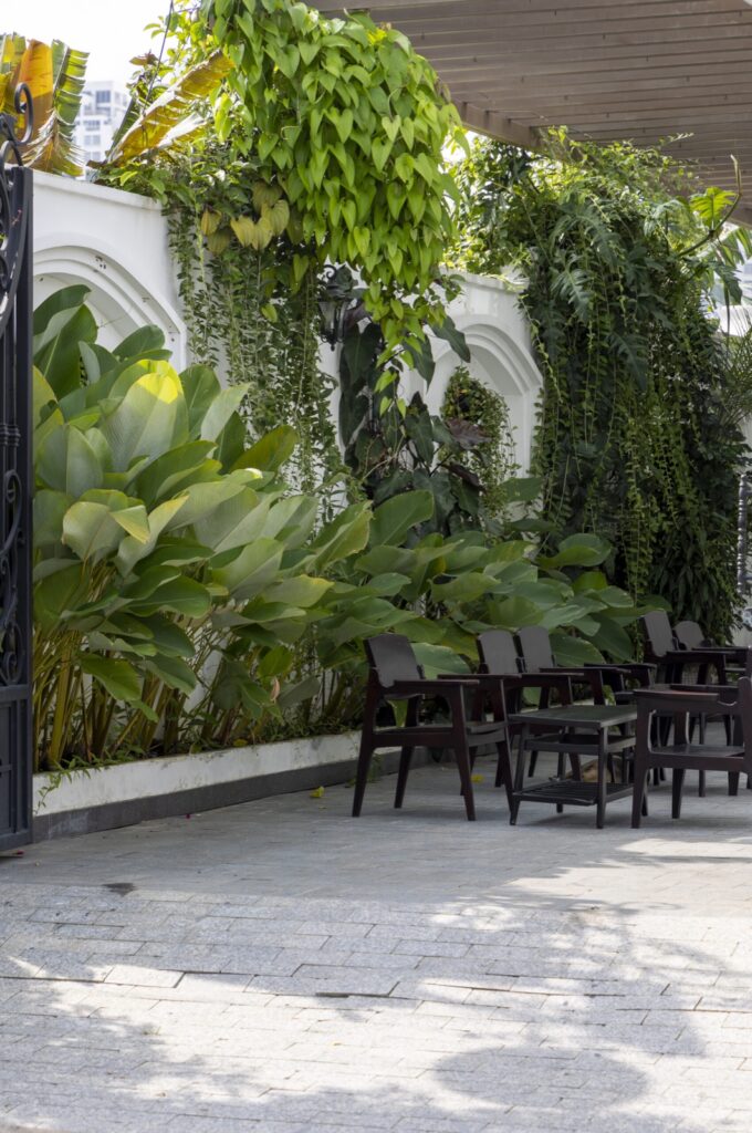 Góc cafe sân vườn với tường cây rủ và cây lá lớn